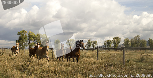 Image of Wild Animal Horses Stampede Running Along Fence Senses Aware 