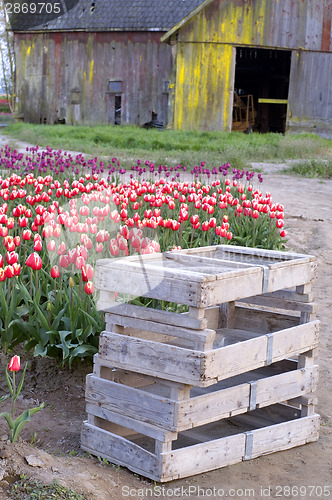 Image of Vertical Composition Multiple Colors Tulip Bulb Farm Flowers Bar