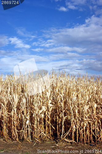 Image of Corn Row Blue Sky Farmer's Field Past Harvest Time