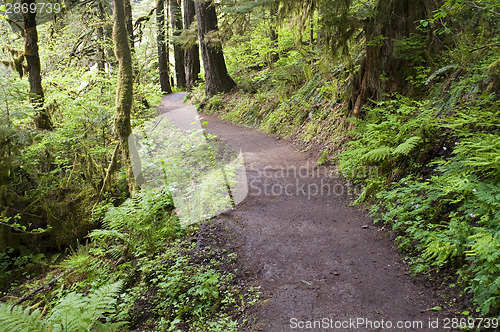 Image of Trail to Punch Bowl Falls Oregon Forest Northwest