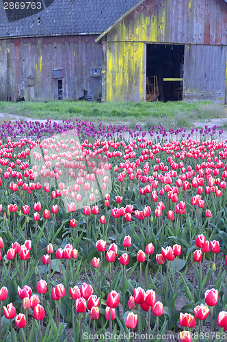 Image of Tulip Farm Barn Scene Flower Field Skagit Valley Washington