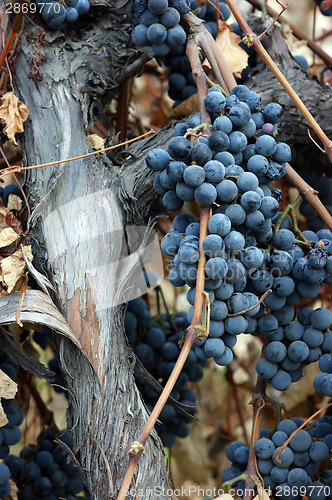 Image of Grapewood Grapes left out too Long After Freeze Brown Leaves