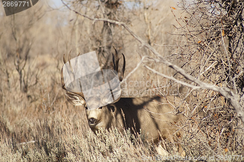 Image of Mule Deer Buck Looks Protecting Family Winter Grassland Wildlife