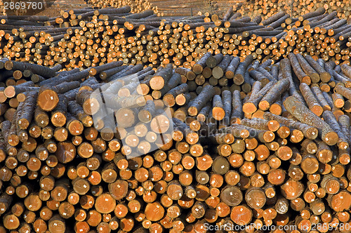 Image of Lumber Mill Log Pile Wood Ready for Processing