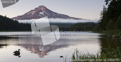 Image of Duck on Trillium Lake in Oregon State With Mt. Hood Mountain