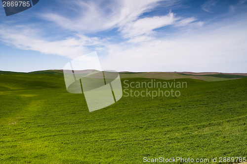 Image of Food Growing Under Blue Sky Farm Field Palouse Country  