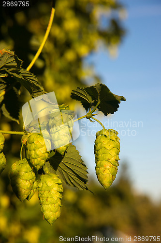 Image of Green Hops Growing on the Vine Farmers Agriculture Field