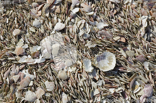 Image of texture of shells