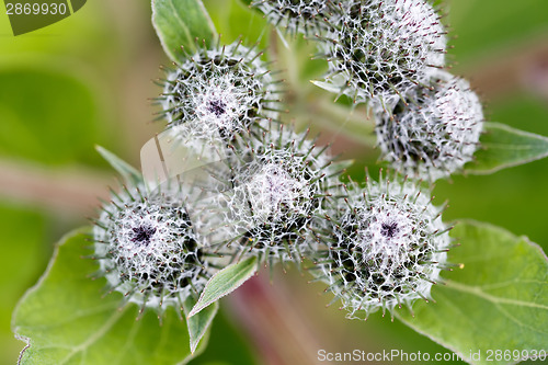 Image of green thistle after flowering