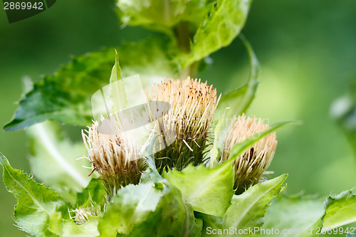 Image of green thistle after flowering