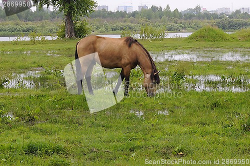 Image of The bay horse is grazed on a meadow.