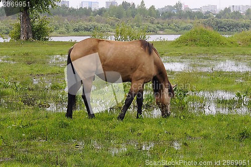 Image of The bay horse is grazed on a meadow.