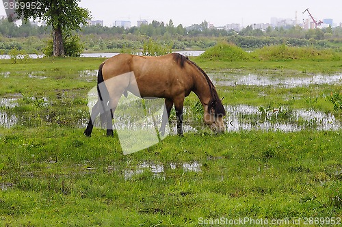 Image of The bay horse is grazed on a meadow.