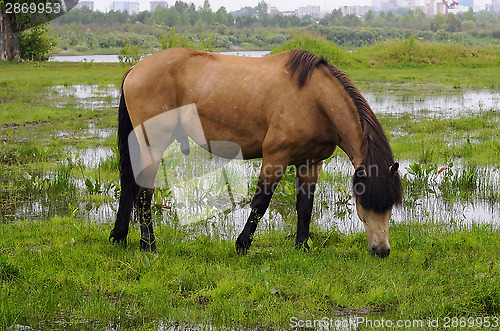 Image of The bay horse is grazed on a meadow.