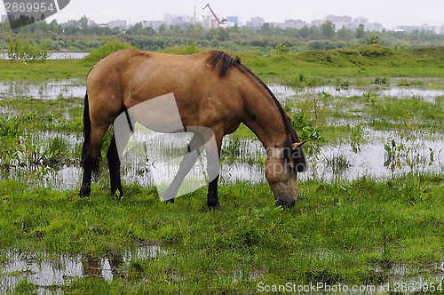 Image of The bay horse is grazed on a meadow.