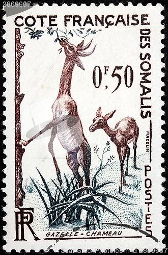Image of Gazelle Stamp