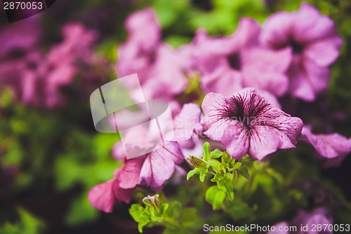 Image of Beautiful petunia flowers in the garden