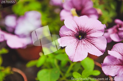 Image of Beautiful petunia flowers in the garden