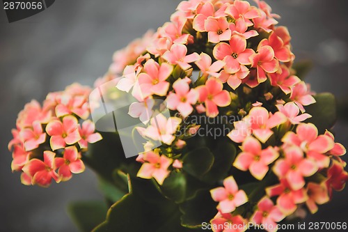 Image of Kalanchoe flowers