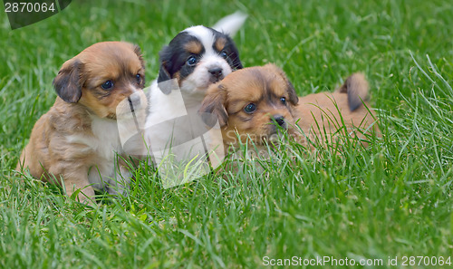 Image of pekingese puppy dogs