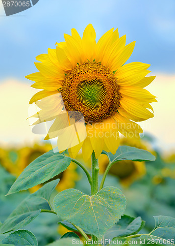 Image of Single sunflower isolated
