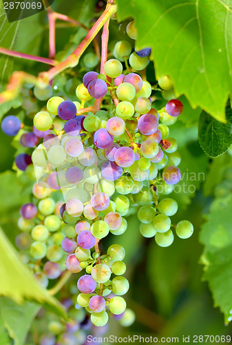 Image of young unripe grapes