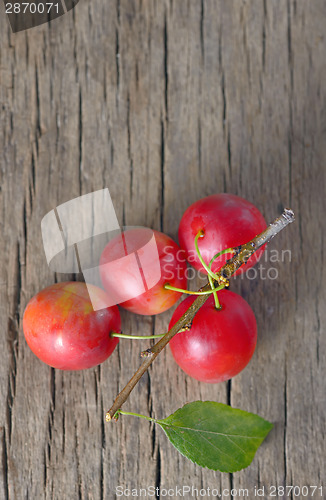 Image of cherry-plum 