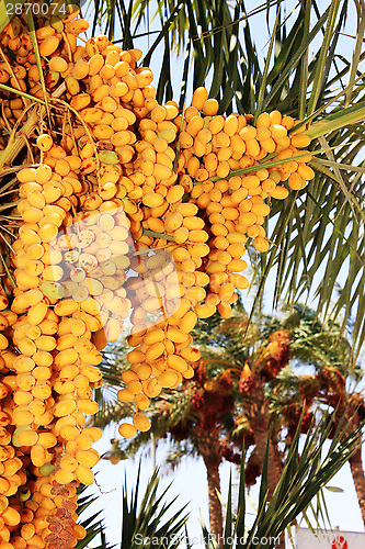 Image of date palm