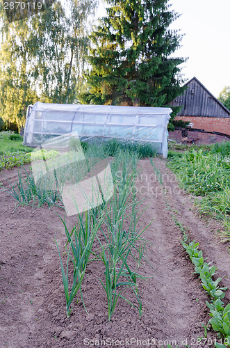 Image of onion plantation in the vegetable garden  