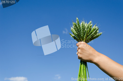 Image of bouquet rye in hand woman on blue sky background