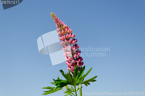 Image of close up of lupine inflorescence on sky background 