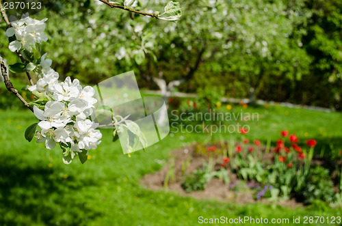 Image of apple tree branch white flowers leaves on garden  