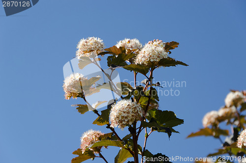 Image of White blooming viburnum snowball bush blooms 