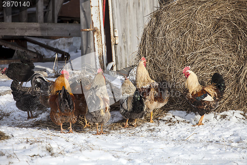 Image of Free range chickens in snow covered farmyard