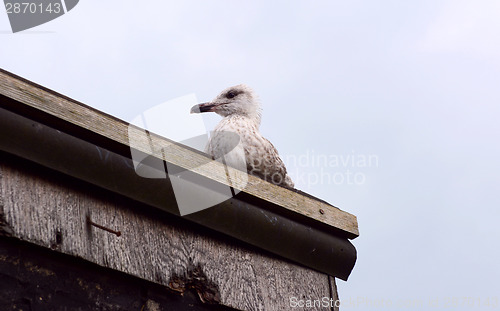 Image of Fledgling seagull on the roof of a shack