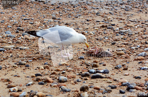 Image of Seagull with the carcass of a smooth dogfish