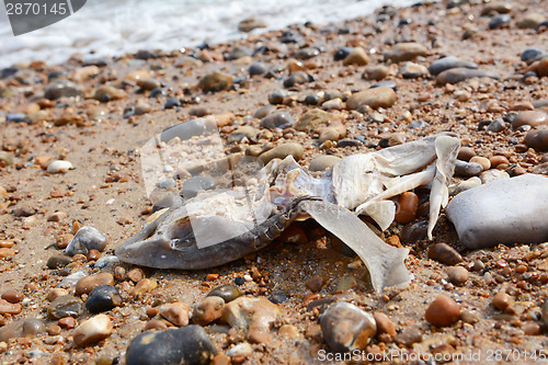 Image of Remains of a smooth-hound shark