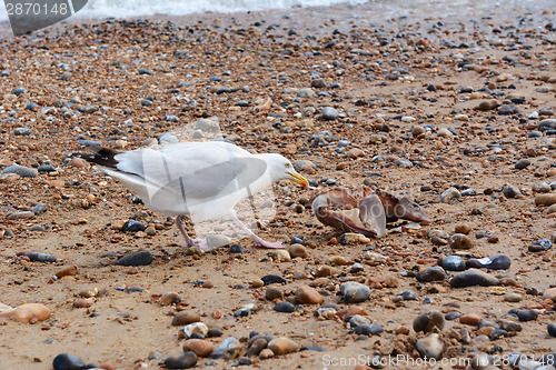 Image of Seagull pulling flesh from the bones of a smooth dogfish