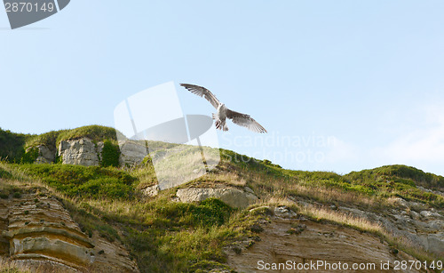 Image of Young gull in flight 