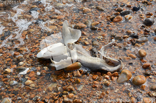 Image of Dead smooth-hound shark washed ashore