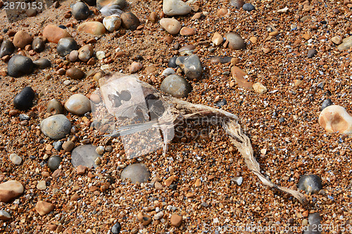 Image of Skeleton of a smooth dogfish on a shingle beach