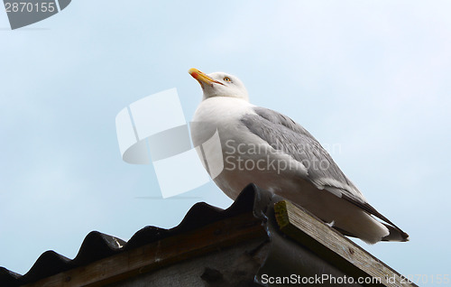 Image of Gull sitting on a corrugated iron roof 