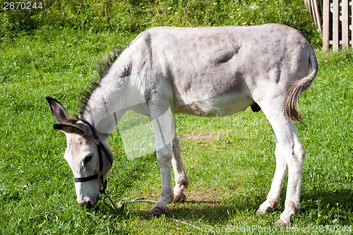Image of white donkey