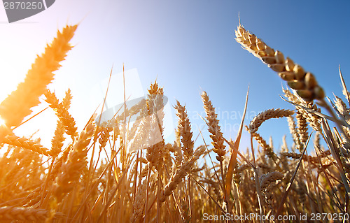 Image of golden wheat field and sunset