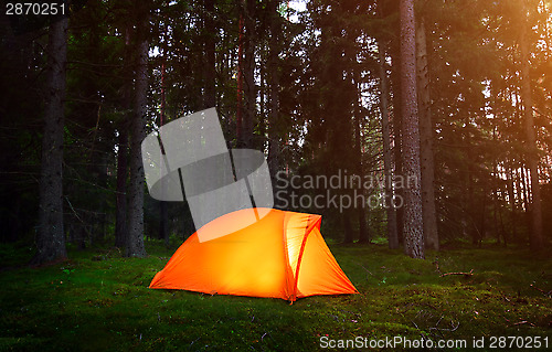 Image of 	Camping in the Forest