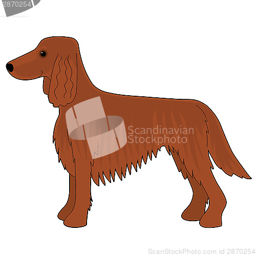 Image of Irish Setter Dog