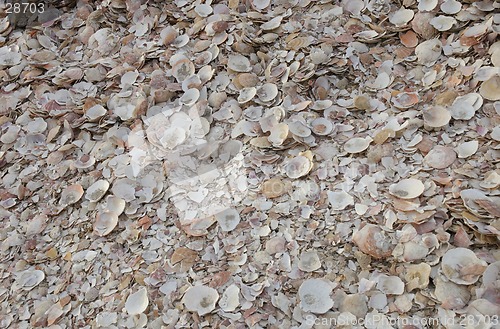 Image of texture of shells