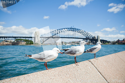 Image of Seagulls and Sydney Harbour Bridge