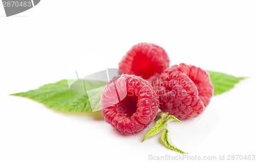 Image of Several red roses