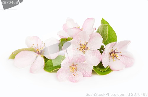 Image of apple tree blossoms